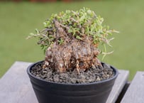 ダシリリオン ウィーレリー | mana's farm:塊根植物・アガベ・ドライ