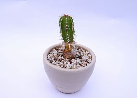 ユーフォルビア　大正キリン