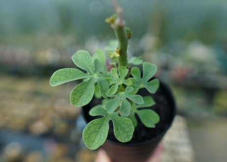 アデニア　グラウカ　Adenia Glauca　No.1