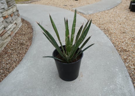ユッカ　カルネロサーナ Yucca carnerosana  No.1