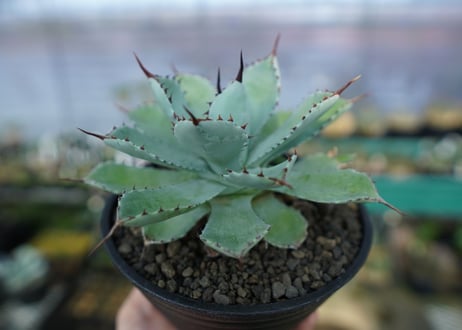 アガベ　吉祥冠　Agave potatorum No.1