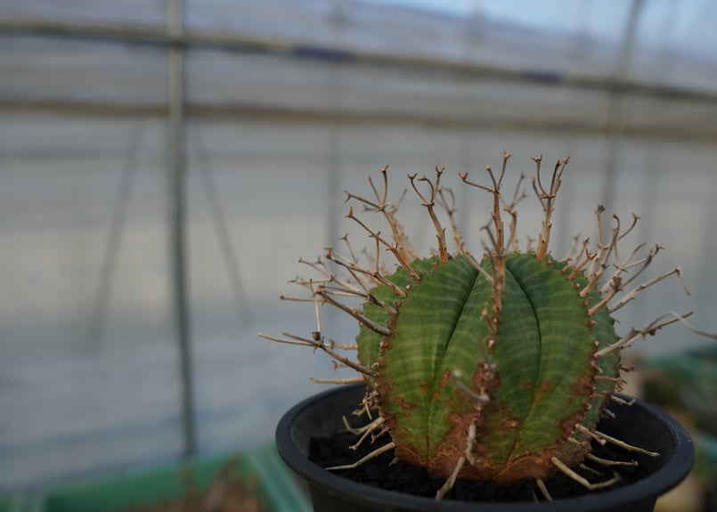 ユーフォルビア スーパーバリダ Euphorbia super valida No.2 |