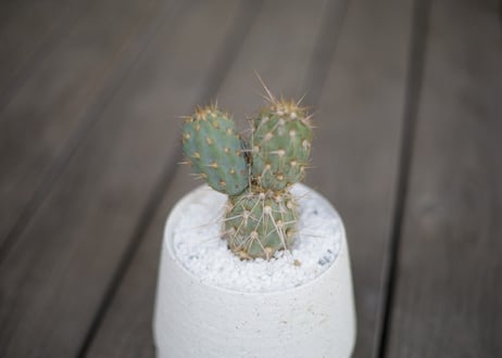 ミクエリオプンチア・ミクエリー Miqueliopuntia miquelii