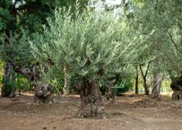 アデニア グラウカ Adenia glauca NO.5 | mana's farm:塊根植