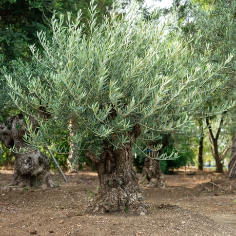 STORES オリーブ古木の検索結果