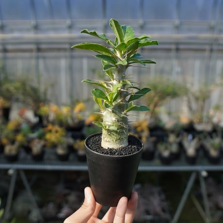 サンデルシー | STORES