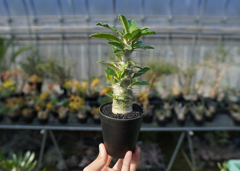 パキポディウム サンデルシー Pachypodeium saundersii | mana's パキポディウム サンデルシー Pachypodeium saundersii | mana's
