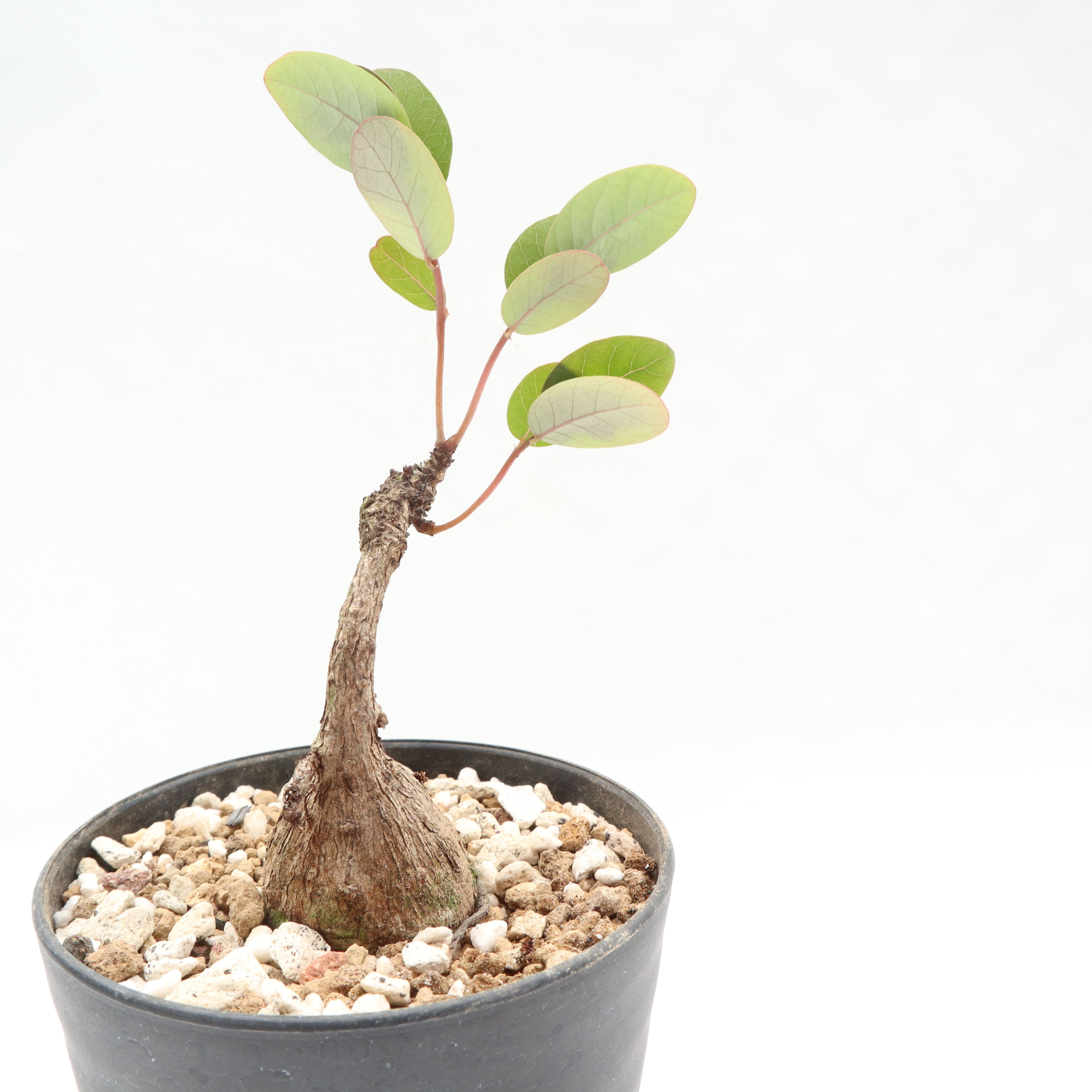 ミラビリスフラワー 塊根植物 フィラ ンサス ミラビリス フィランサス