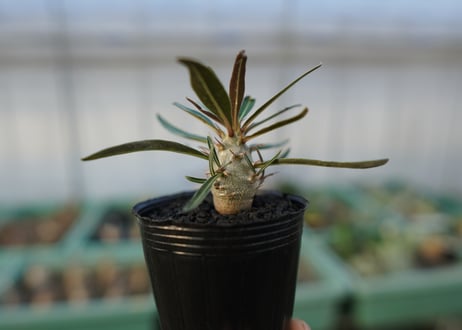 パキポディウム　グラキリス　 Pachypodium Gracilius  No.2