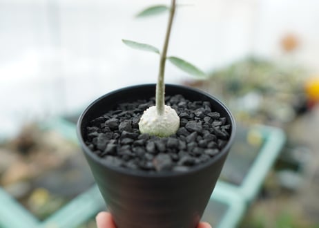 フォッケア　エデュリス　Fockea edulis