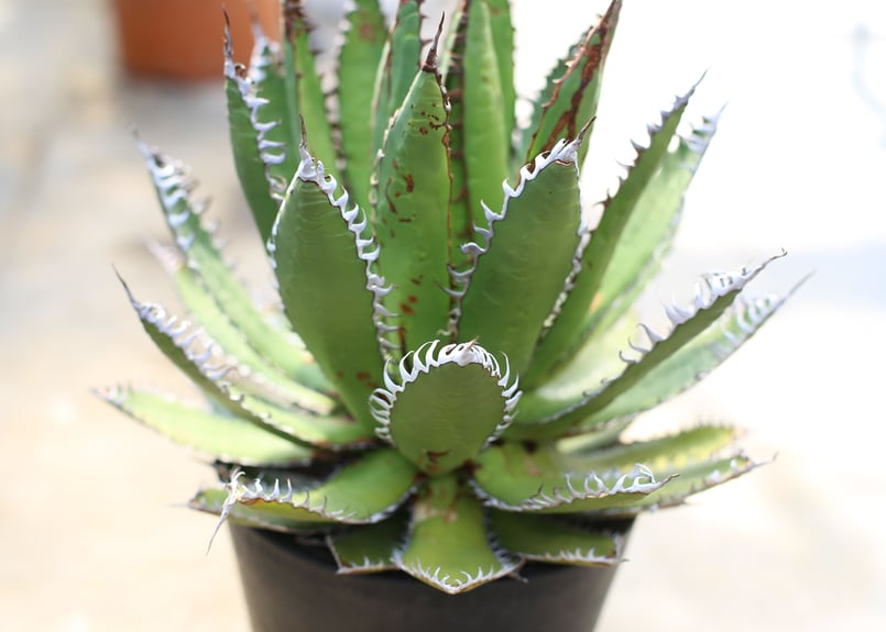 アガベ ホリダ | mana's farm:塊根植物・アガベ・ドライガーデン植物