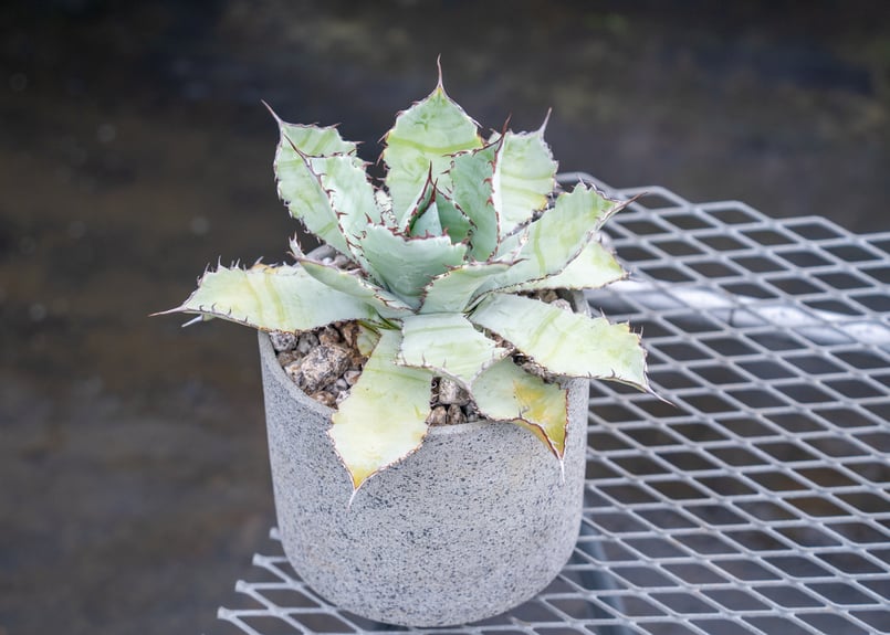 アガベ グアダラハラナ Agave guadalajarana | mana's green: アガベ グアダラハラナ Agave guadalajarana | mana's green: