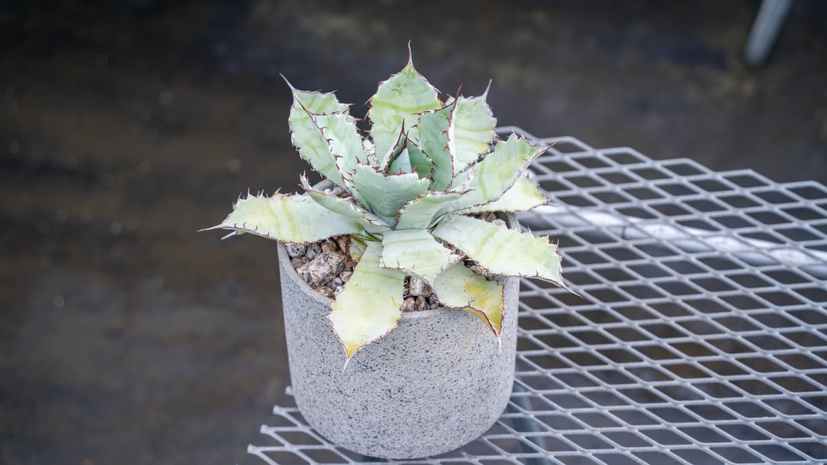 アガベ グアダラハラナ Agave guadalajarana | mana's green: アガベ グアダラハラナ Agave guadalajarana | mana's green: