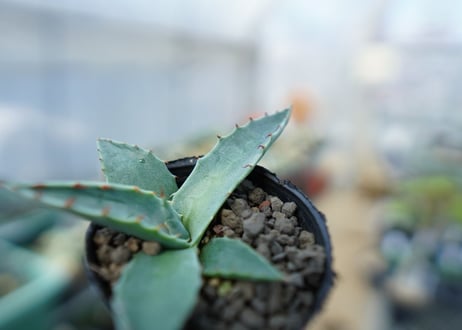 アガベ　オバティフォリア　Agave ovatifolia　No.1