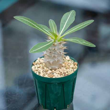 パキポディウム・ホロンベンセ パキポディウム・ホロンベンセ | Plants by THE CORE CAUDEX
