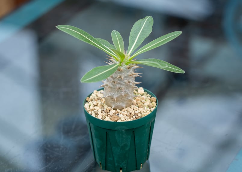 パキポディウム ホロンベンセ | mana's farm:塊根植物・アガベ・ドライ