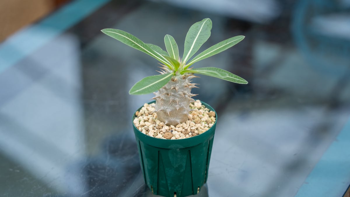 パキポディウム ホロンベンセ | mana's farm:塊根植物・アガベ・ドライ