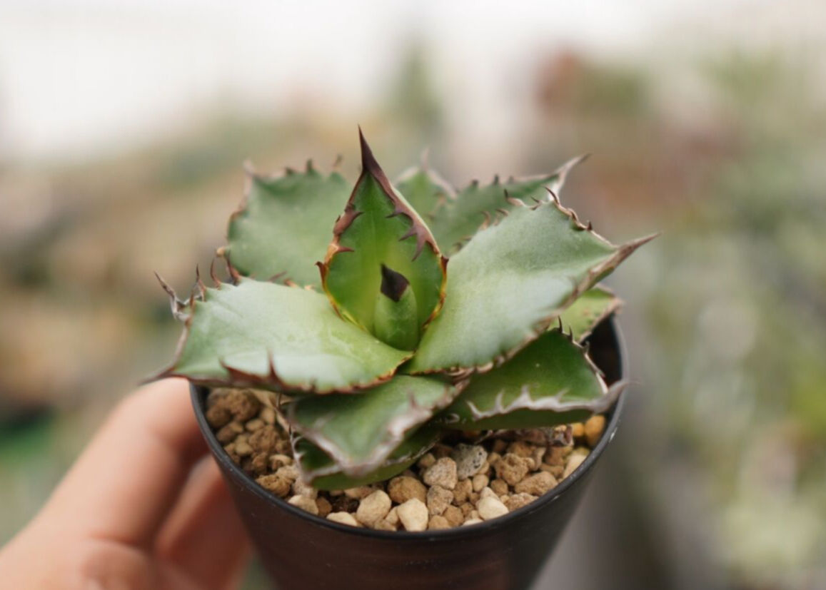 アガベ チタノタ 白嵐 子株 【公式通販】