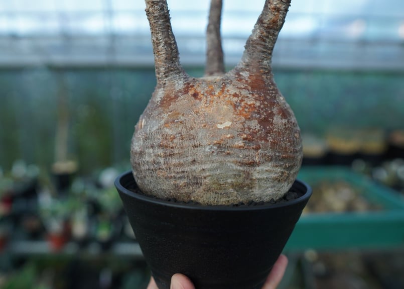 3.パキポディウム グラキリス パキポディウム グラキリス Pachypodium Gracilius No.3 | ma