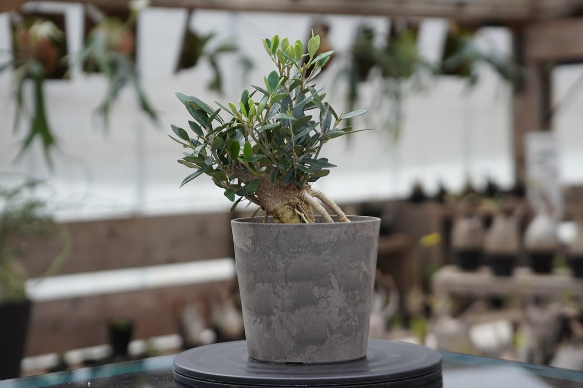 ▲【本日まで】Zooo Plants 塊根まん3点セット 塊根まん・ガジュマル | Zooo plants/ズープランツ