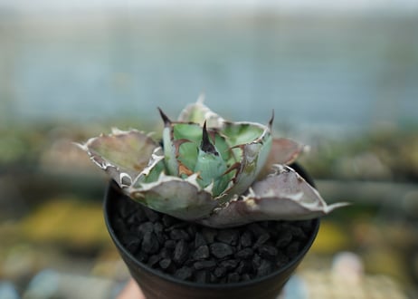 アガベ　チタノタ　 ブラックアンドブルー 　Agave titanota black and blue　No.6