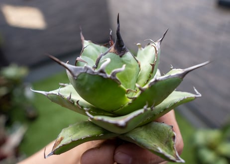 Agave ハデス 黒獄 Ｂ NO.2    (G)