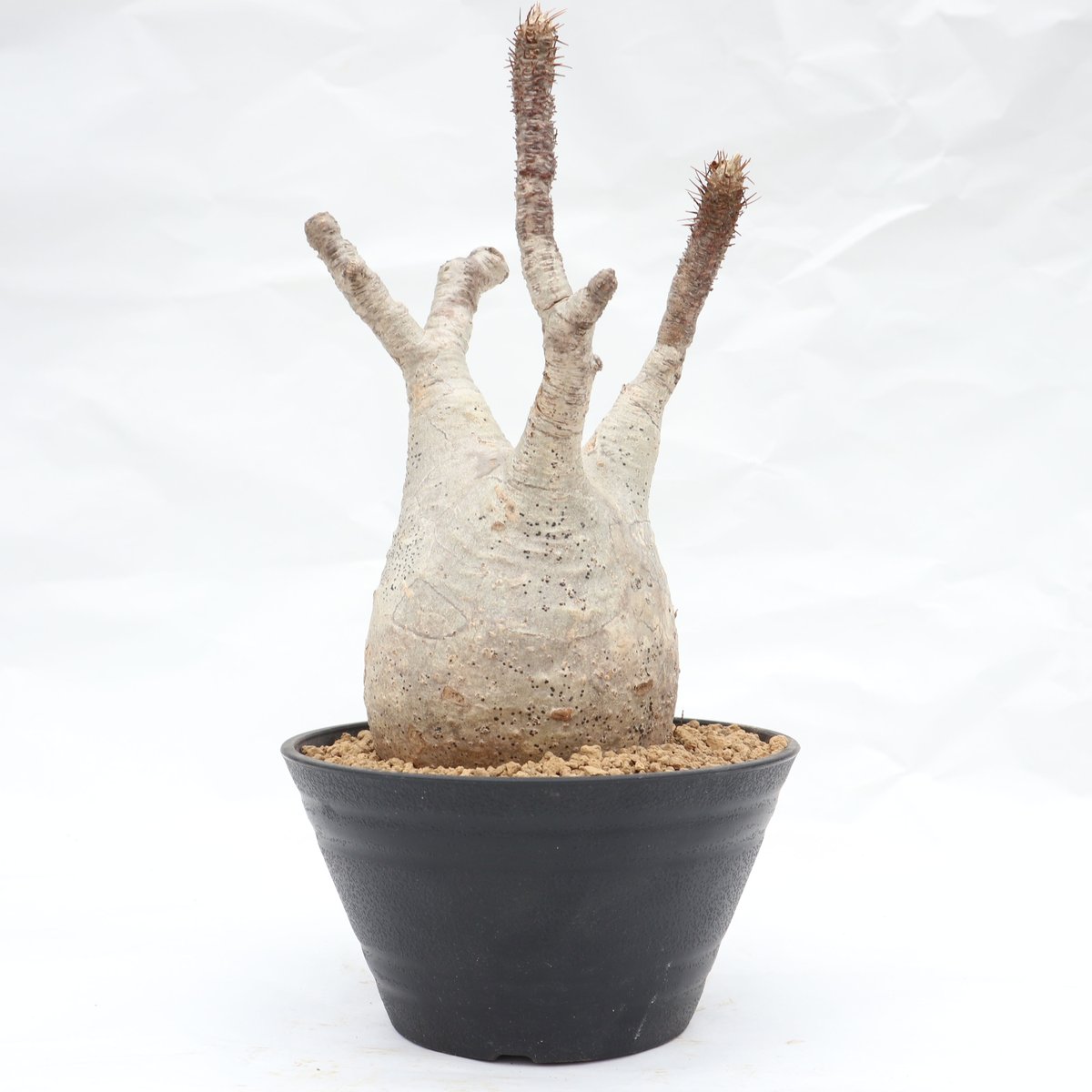 パキポディウム グラキリス 未発根 | mana's green:塊根植物販売 パキポディウム グラキリス 未発根 | mana's green:塊根植物販売