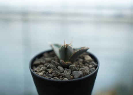 アガベ　チタノタ　狼人　agave titanota "狼人"　No.2