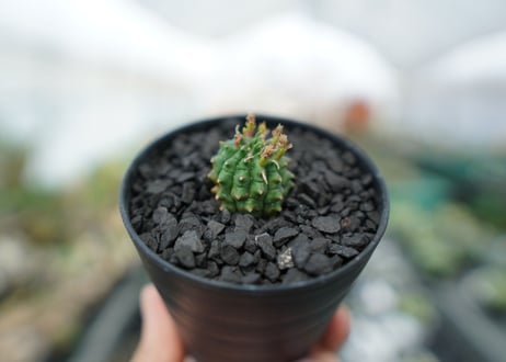 ユーフォルビア　群星冠　Euphorbia Stellispina