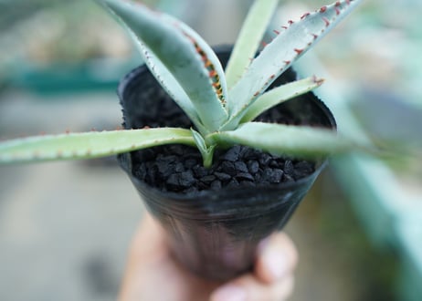 アガベ　屈原の舞扇 Agave 'Kutsugen no Maiougi'   No.2