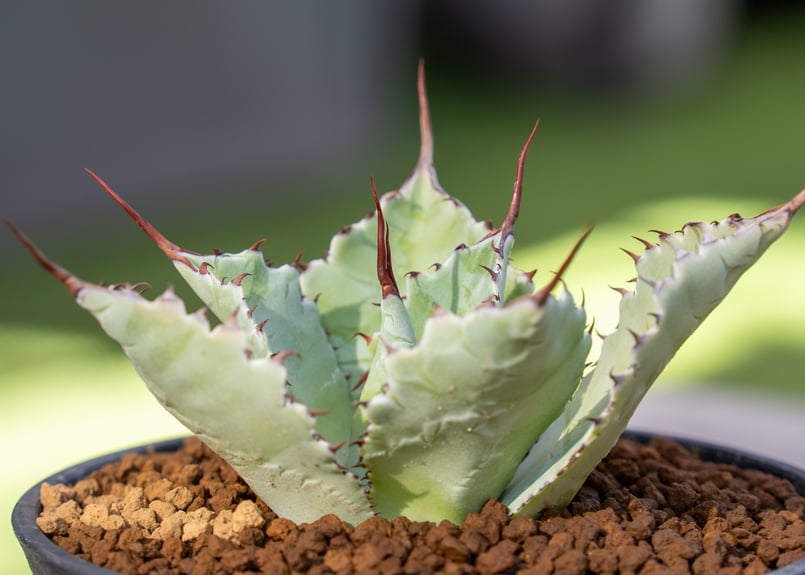 アガベ　グアダラハラナ アガベ・グアダラハラナ｜Agave guadalajarana | DESERT INC.
