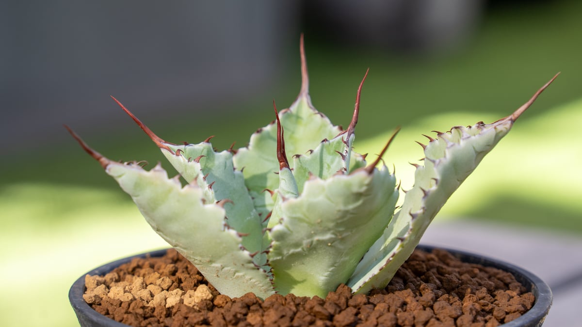アガベ　グアダラハラナ アガベ・グアダラハラナ (Agave guadalajarana) - PictureThis