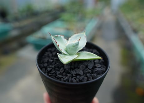 アガベ　兜蟹錦　Agave isthmensis “Kabutogani” variegata