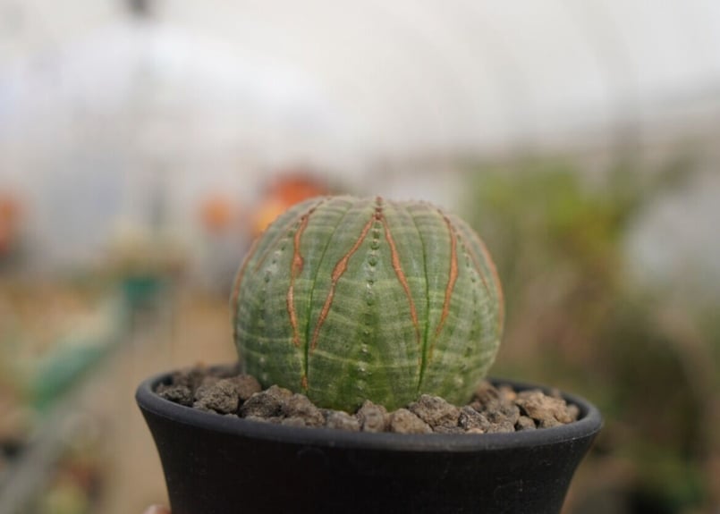 ユーフォルビア オベサ | mana's farm:塊根植物・アガベ・ドライ