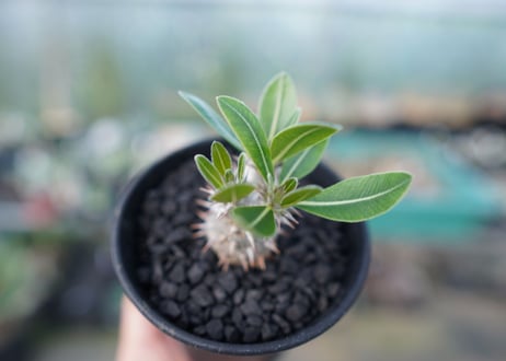 パキポディウム　ロスラツム　Pachypodium rosulatum