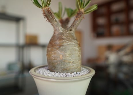 パキポディウム　グラキリス　 Pachypodium Gracilius