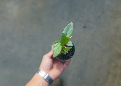 フィカス パルメリー Ficus palmeri  No.2