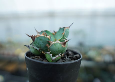アガベ　チタノタ　 ブラックアンドブルー 　Agave titanota black and blue　No.2