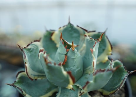 アガベ　兜蟹錦　連棘　Agave isthmensis “Kabutogani” variegata　NO.2