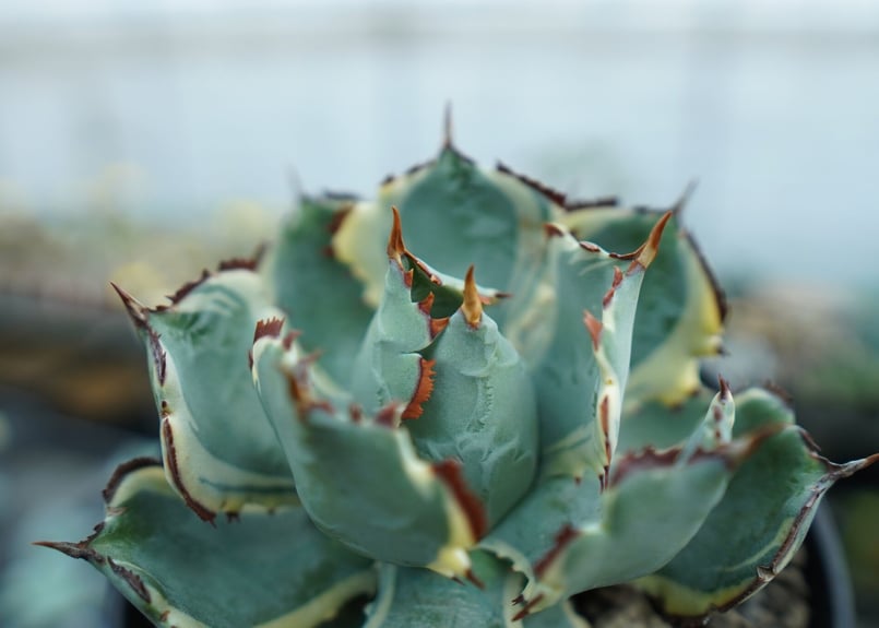 アガベ 兜がに錦 アガベ カブトガニ錦 (兜蟹錦) ​どこからみてもかわいくて綺麗な