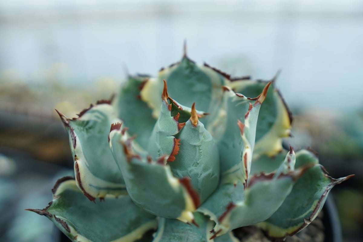 アガベ 兜蟹錦 連棘 Agave isthmensis “Kabutogani” varieg