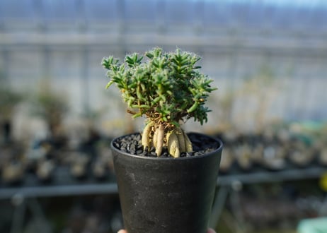 トリコディアデマ ステラツム　Trichodiadema stellatum  No.2