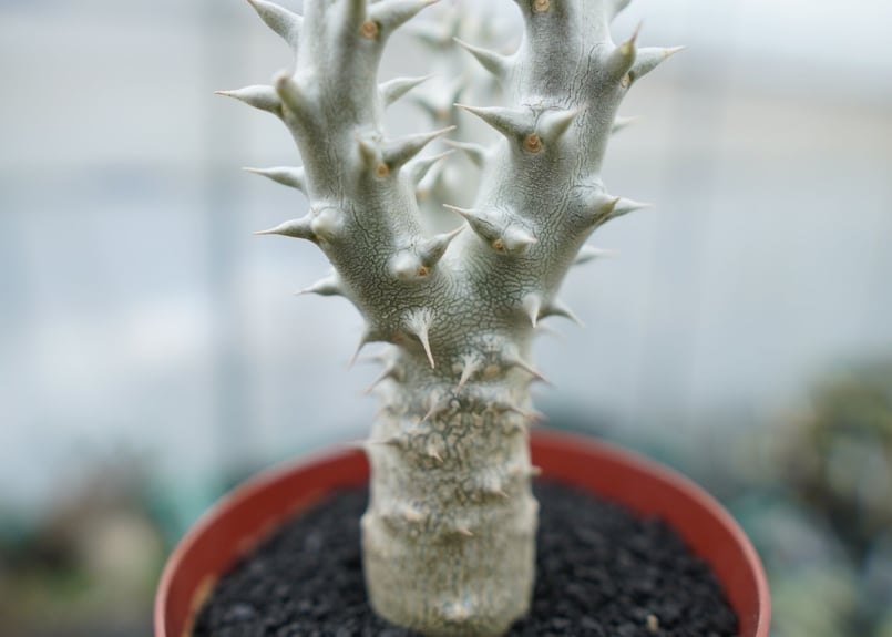 パキポディウム デンシフローラム Pachypodium densiflorum No.9 |