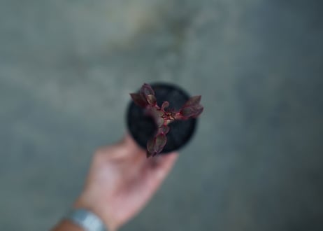 ユーフォルビア　紅彩雲閣　Euphorbia trigona f. rubra　No.2
