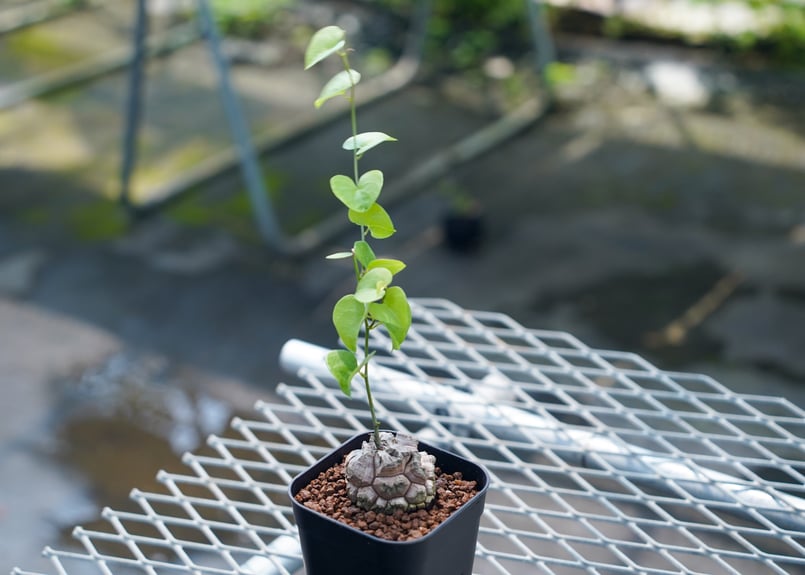 亀甲竜 No.11 | mana's farm:塊根植物・アガベ・ドライガーデン植物