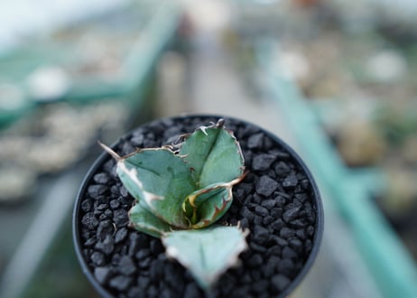 アガベ　チタノタ　 ブラックアンドブルー 　Agave titanota black and blue　No.5