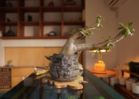 パキポディウム マカイエンセ　Pachypodium makayense