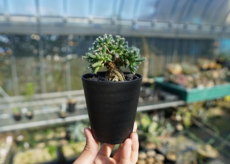 トリコディアデマ　デンサム　Trichodiadema densum  No.4