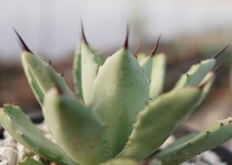 Agave Potatorum×Macroacantha　”八荒雷神”　No.2