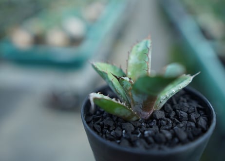アガベ　チタノタ　 ブラックアンドブルー 　Agave titanota black and blue　子株